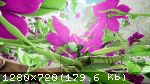 Nature & Life: Drunk On Nectar (2025) (Repack от FitGirl) PC
